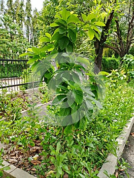 Asmall avocado tree grows among other trees.??