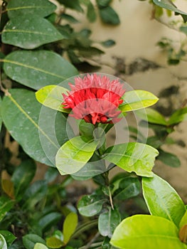Asoka Flower photo
