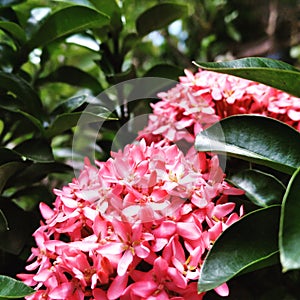 Asoka flowers bloom at hometown garden