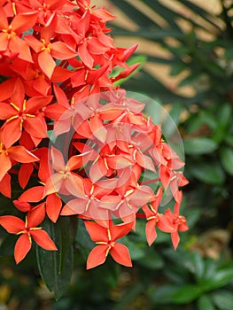 The asoka or sara asoca flower plant has green leaves.