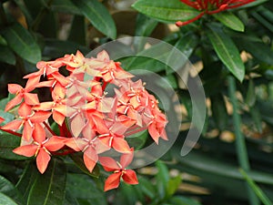 The asoka or sara asoca flower plant has green leaves.