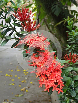 The asoka or sara asoca flower plant has green leaves.