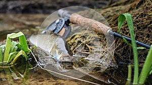 Asp caught fly fishing. Fish lying on a background of fly fishing gear