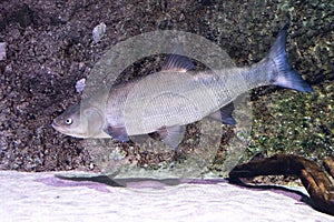 Asp fish, European freshwater fish