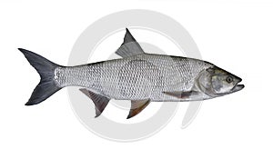 Asp fish isolated on white background. Aspius fishing