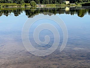 Asp (Leuciscus aspius) in the water near the edge of a pond, looking for small fish
