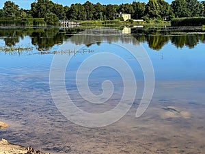 Asp (Leuciscus aspius) in the water near the edge of a pond, looking for small fish