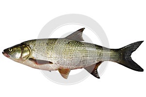 Asp predatory fish photo