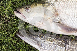 Asp predatory freshwater fish and pike on green grass close up