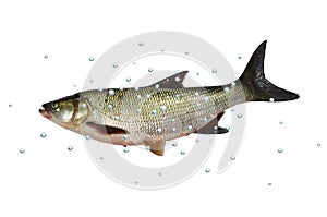 Asp predatory freshwater fish on white background