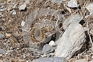 Asp viper in its natural environment