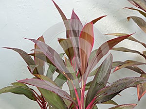 Asparagaceae or Cordyline fruticosa leaves on gray background