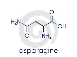 Asparagine L-asparagine, Asn, N amino acid molecule. Skeletal formula.