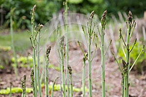 Asparagus