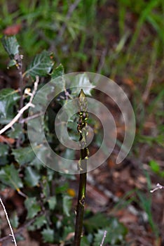 Asparagus acutifolius is a species of phanerogam plant of the family Liliaceae