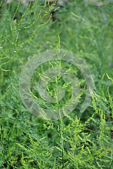 Asparagus - Asparagus officinalis - in the ferny flowering stage