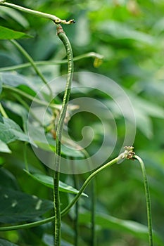 The asparagus bean (Vigna unguiculata, long-podded cowpea, snake bean, bodi, bora) on the tree