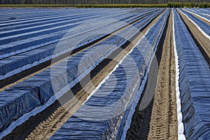Asparagus beds covered with plastic film