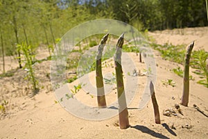 Asparagus Cultivation