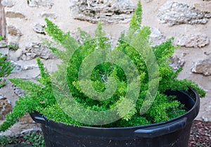 Asparagus densiflorus asparagus fern, plume asparagus, foxtail fern in a black pot against a stone wall