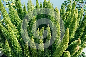 Asparagus densiflorus, asparagus fern, plume asparagus or foxtail fern close-up