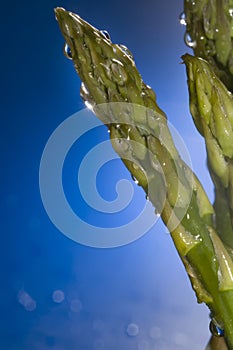 asparagus with drops on blue background