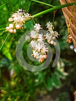Asparagus falcatus or sicklethorn flower bunch photo
