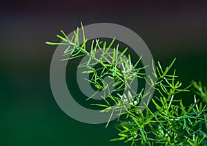 Asparagus fern