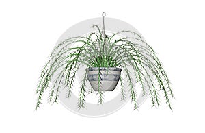 Asparagus fern drawing