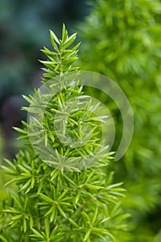 Asparagus Fern, foxtail fern.