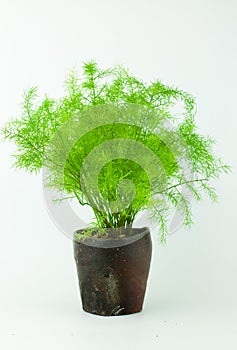 Asparagus Fern Foxtail Fern in Tea Cup