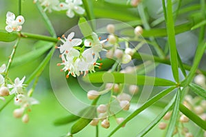 Asparagus Fern has tiny white flowers