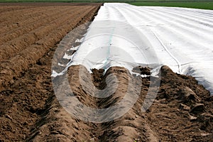 Asparagus field