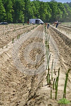 Asparagus field