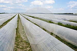 Asparagus field