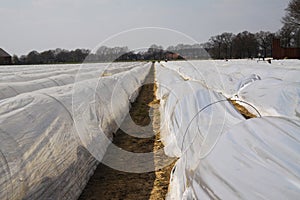 Asparagus field in spring protected with plastic foil against frost - Roermond, Netherlands