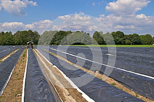 Asparagus fields