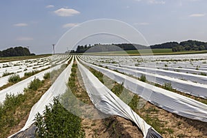 Asparagus Fields during Harvest in Germany