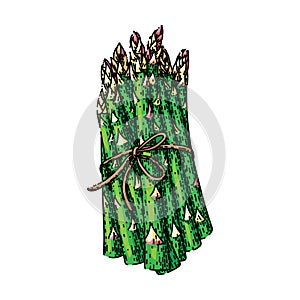 asparagus green sketch hand drawn vector