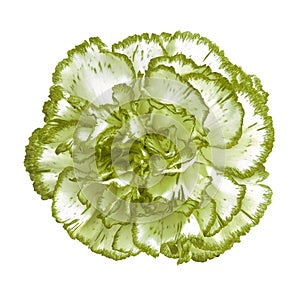 Asparagus green white carnation flower isolated on white background. Close-up.