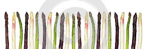 Asparagus group of healthy vegetables organized in a row isolated on a white background. Purplem green and white asparagus