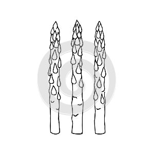 Asparagus hand drawn sketch vector doodle illustration. Sparrowgrass vegetables healthy food clipart
