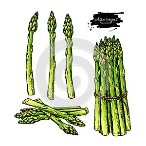 Asparagus hand drawn vector illustration set. Isolated Vegetable colorful object.