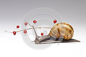 Asparagus and Helix pomatia on white background