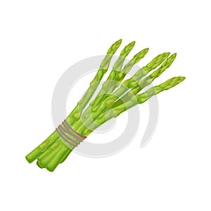 Asparagus. Image of asparagus twigs. Fresh vitamin vegetables. Vegetarian organic product. Fresh asparagus. Vector