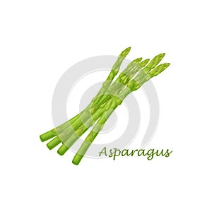 Asparagus. Image of asparagus twigs. Fresh vitamin vegetables. Vegetarian organic product. Fresh asparagus. Vector