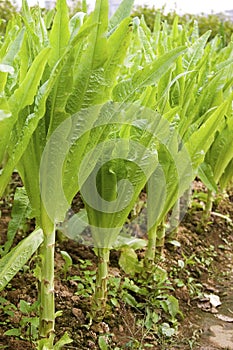 Asparagus lettuce