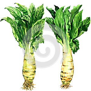 Asparagus lettuce, celery, celtuce vegetable, stem and green leaves isolated, watercolor illustration on white