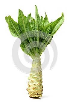 Asparagus lettuce