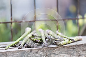 Asparagus with metallic lattice, wooden surface, natural background